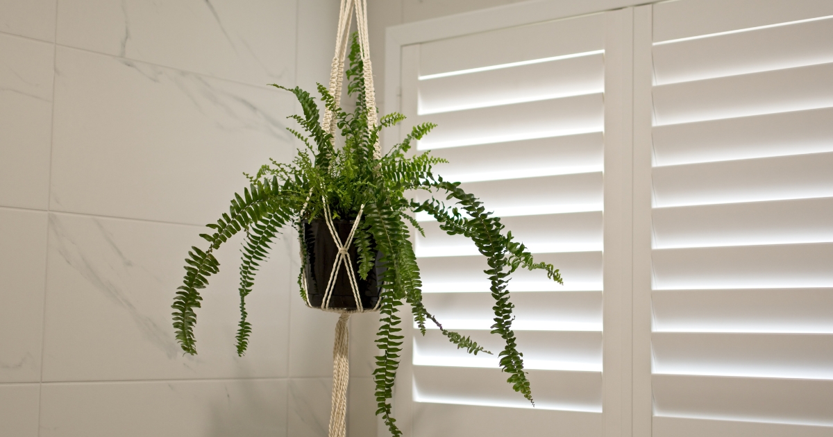 White plantation shutters with hanging plant in a pot